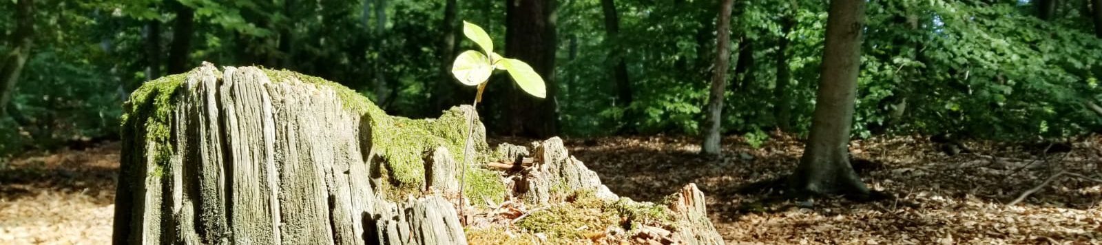 An Konflikten wachsen